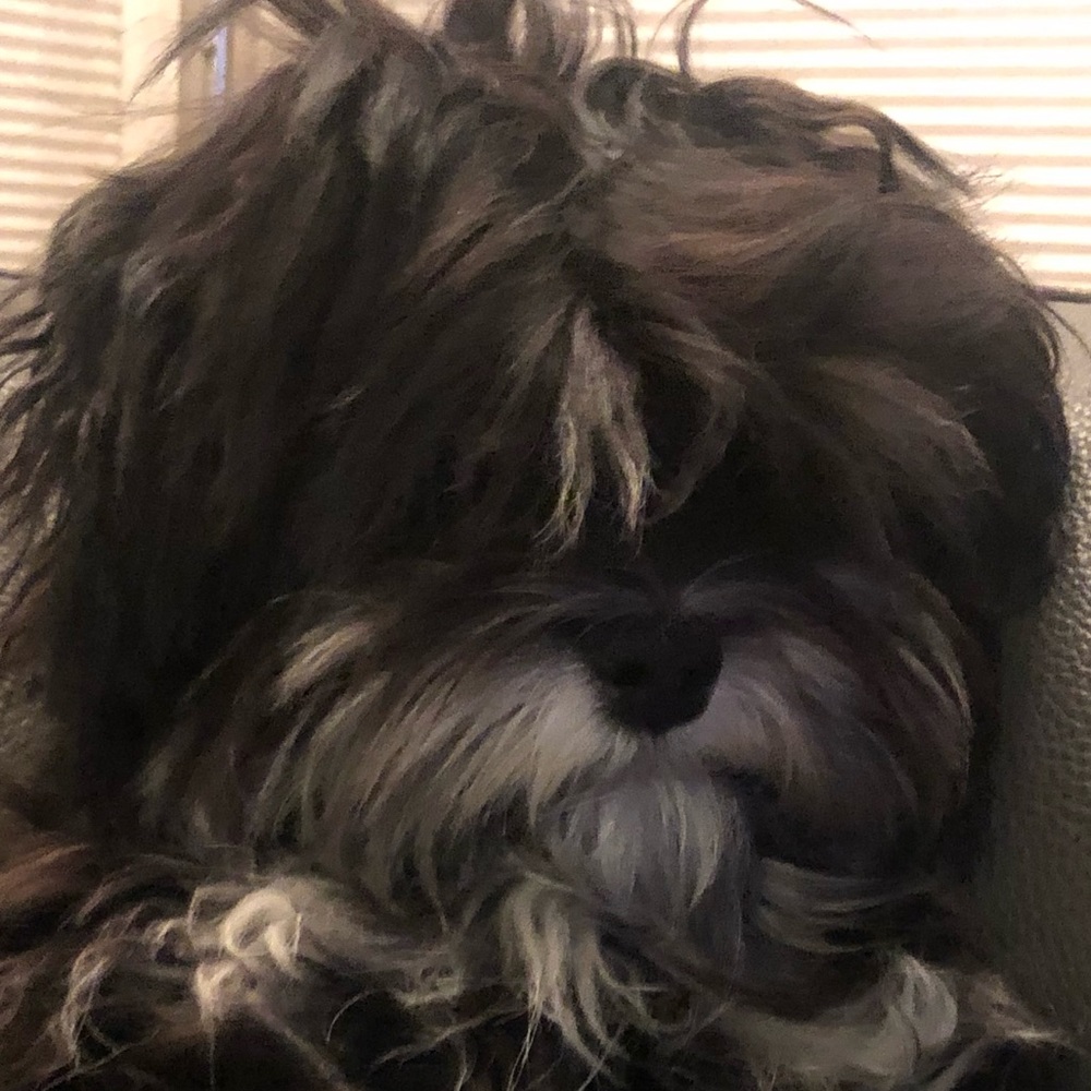 Meet your Posher, JJ